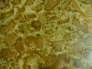Close up of a skip-troweled microtopping with Miracote’s architectural water-based stain, Mirastain II. There are two colors used on this floor. One is a liquid pigment (ColorPax-LIP Tiger Gold) and the other is a dry metallic pigment (Pale Gold).